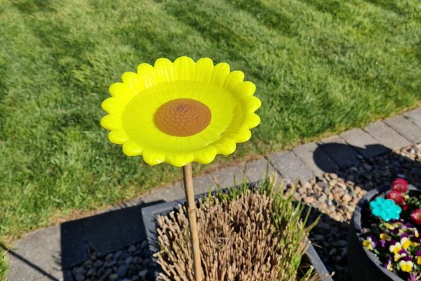 Vogeltränke Sonnenblume